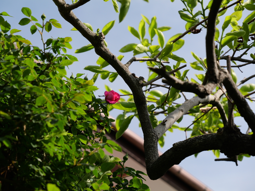 2025-04-22 08_19№(0412).JPG