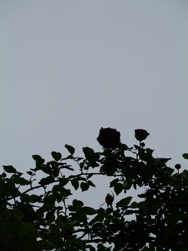 2025-04-23 08_24№(0070).JPG