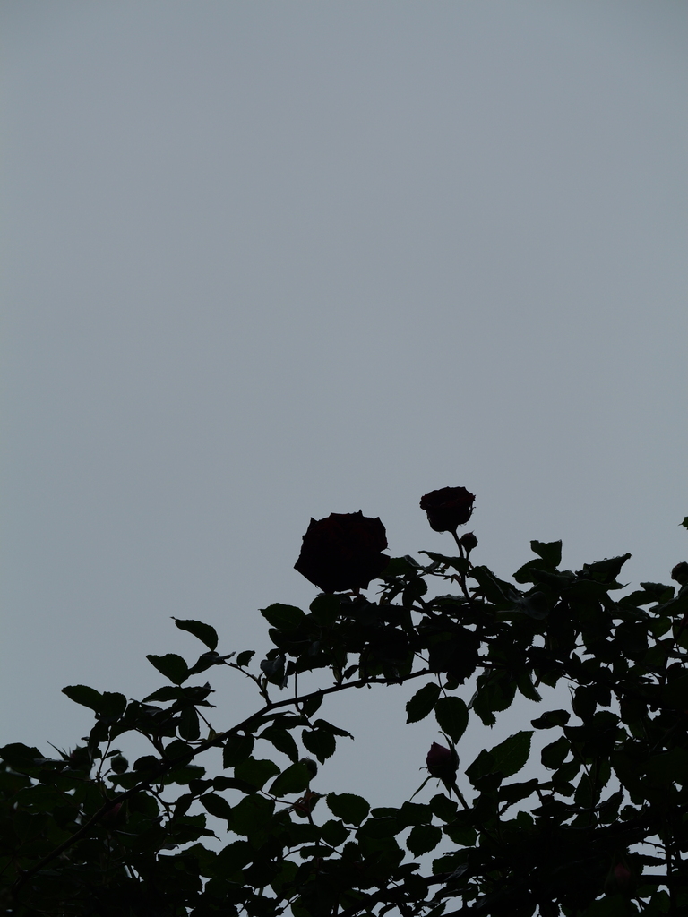 2025-04-23 08_24№(0072).JPG
