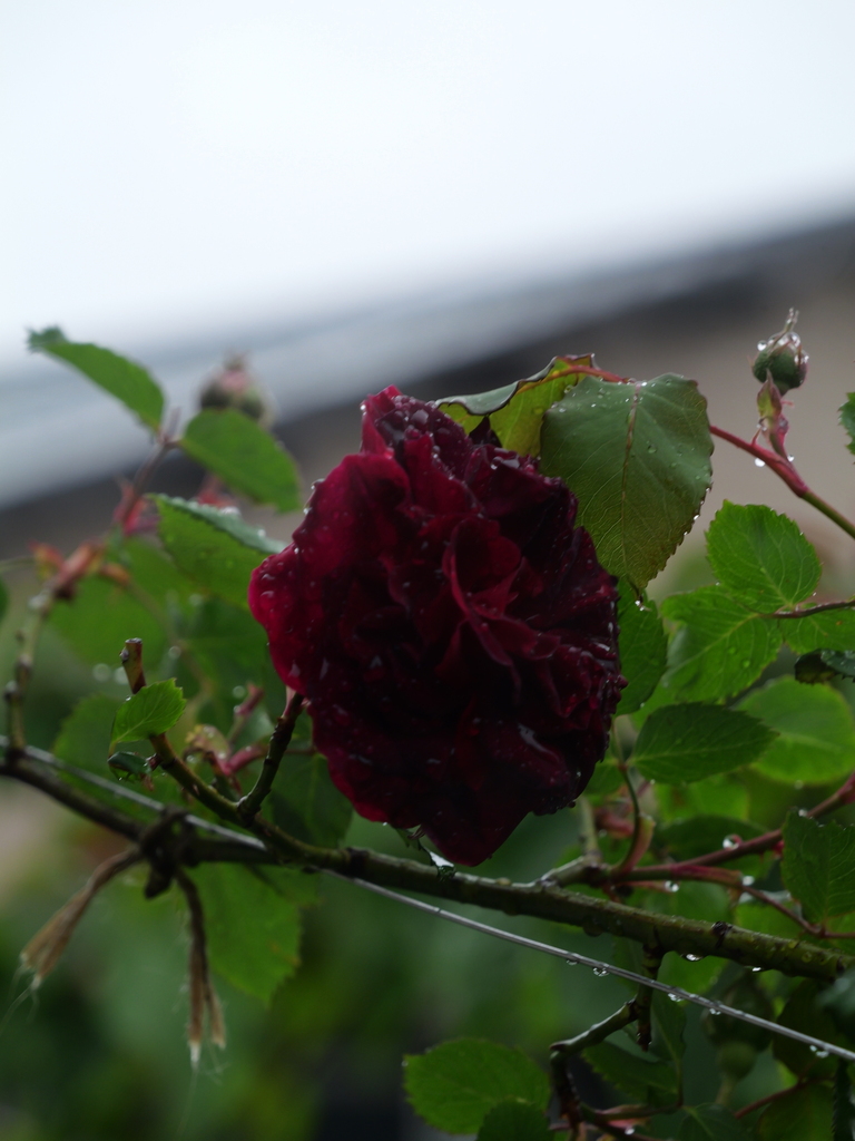 2025-04-23 08_28№(0163).JPG