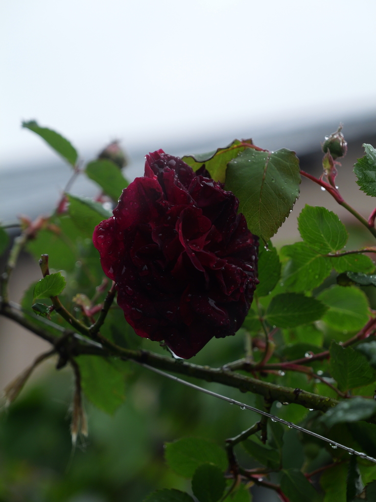 2025-04-23 08_28№(0165).JPG