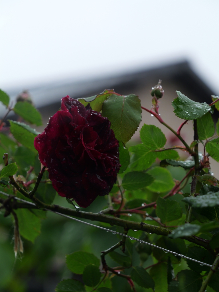 2025-04-23 08_28№(0167).JPG