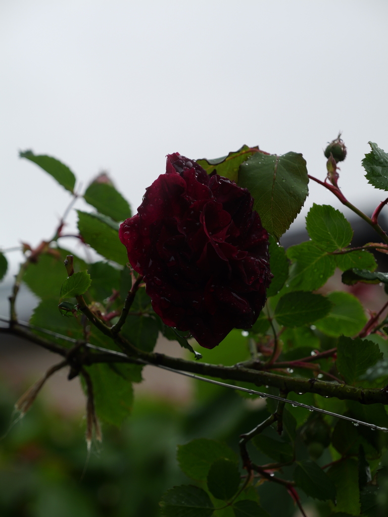 2025-04-23 08_29№(0169).JPG