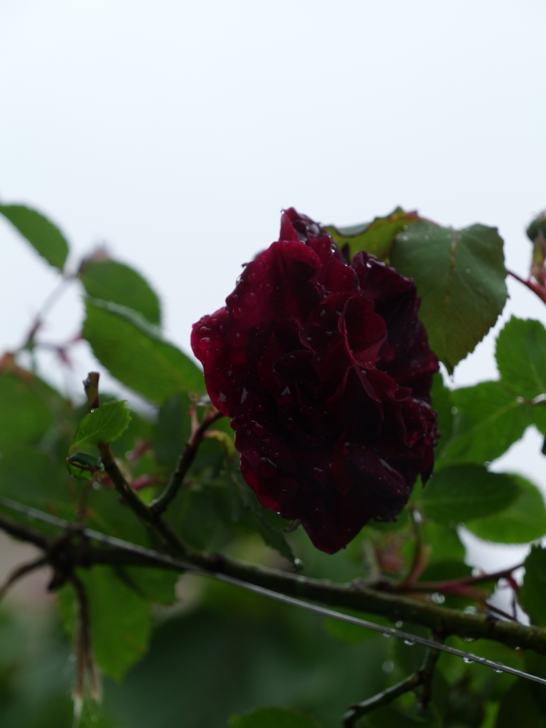 2025-04-23 08_29№(0170).JPG