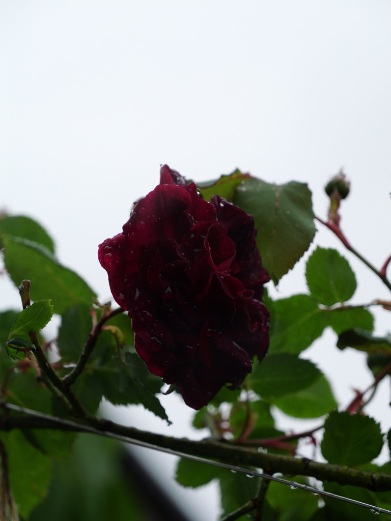 2025-04-23 08_29№(0171).JPG