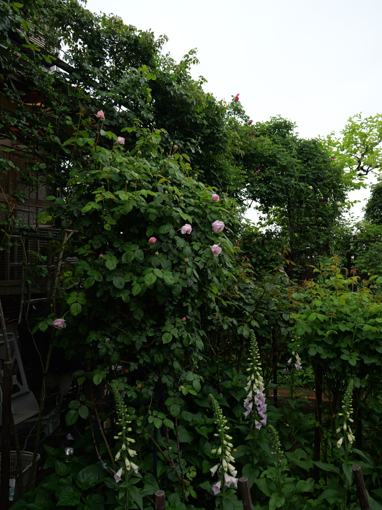 2025-04-24 08_10№(0215).JPG