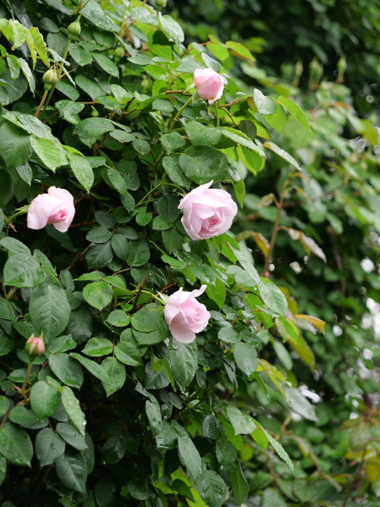 2025-04-24 08_10№(0217).JPG