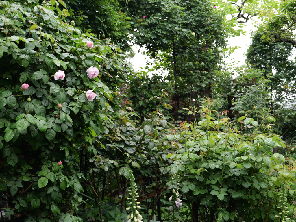 2025-04-24 08_10№(0219).JPG