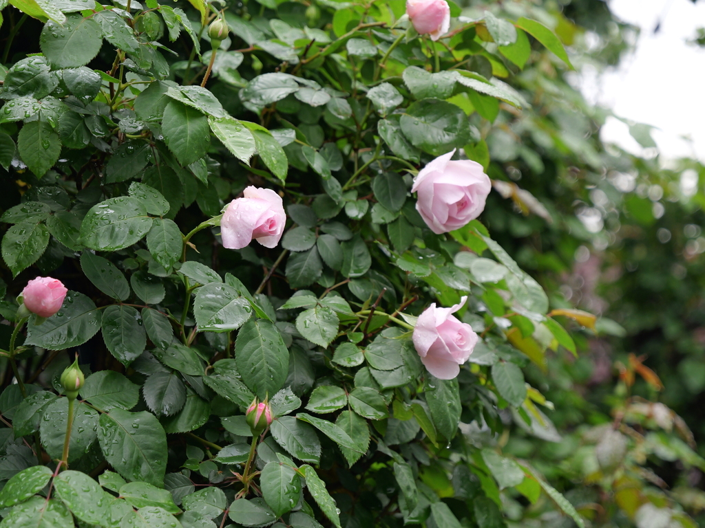 2025-04-24 08_10№(0221).JPG