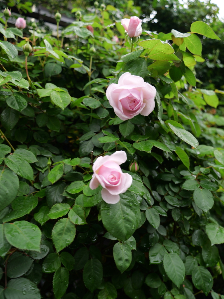 2025-04-24 08_10№(0234).JPG
