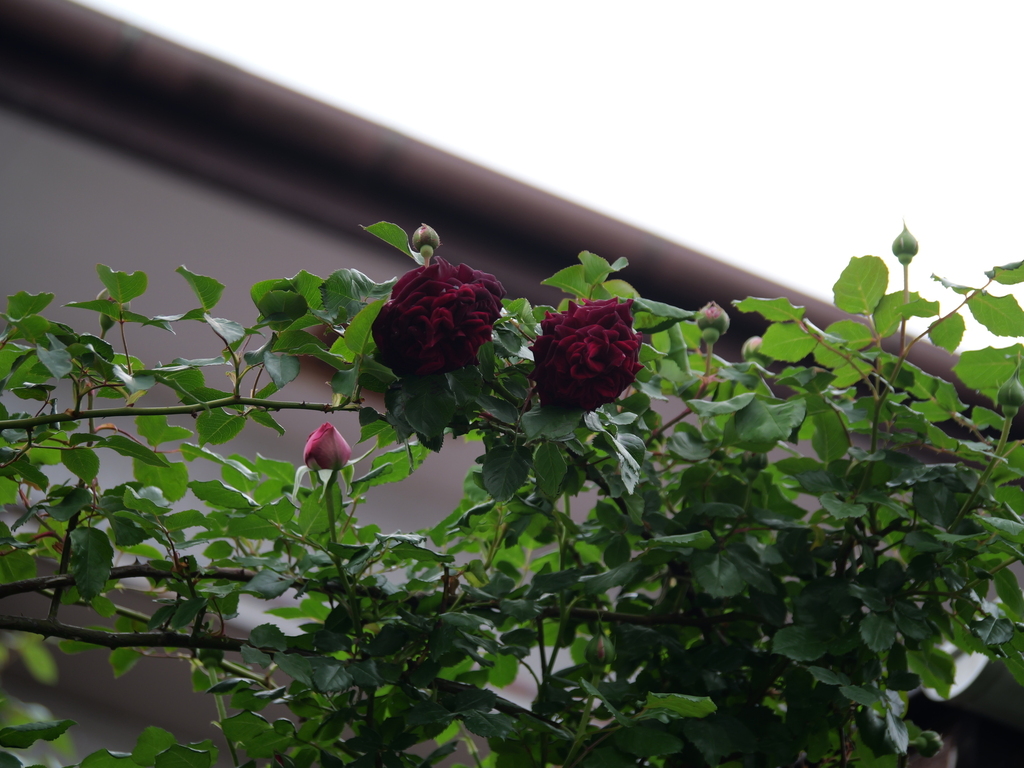 2025-04-24 14_04№(0377).JPG