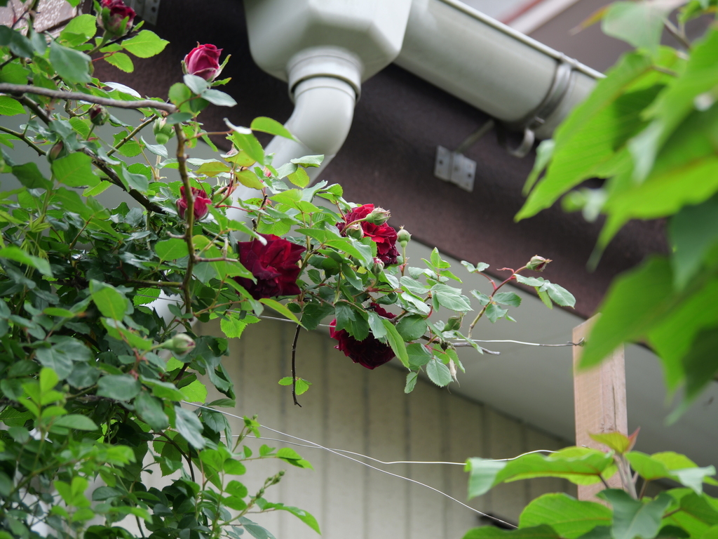 2025-04-24 14_05№(0379).JPG