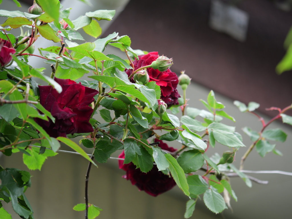 2025-04-24 14_05№(0381).JPG