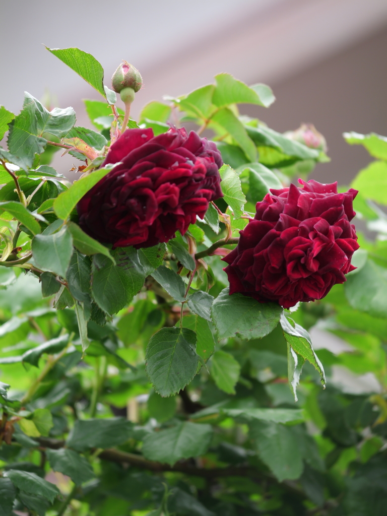 2025-04-24 14_17№(0415).JPG