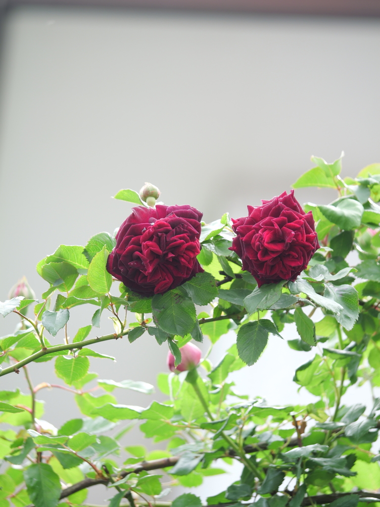 2025-04-24 14_17№(0417).JPG