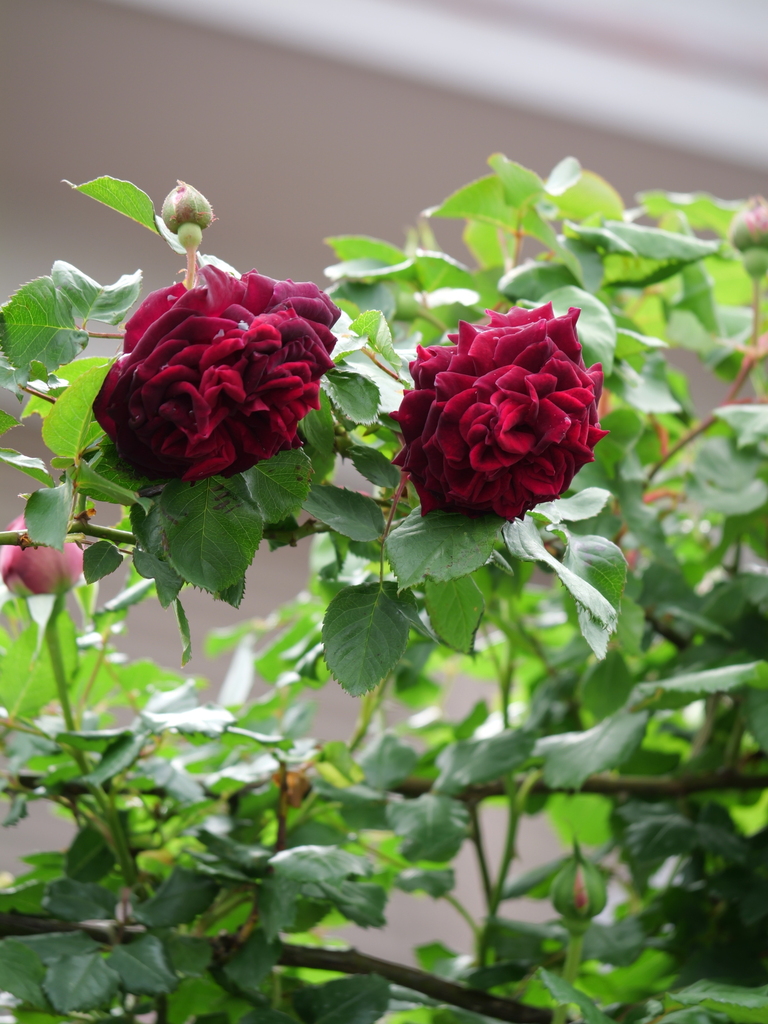 2025-04-24 14_18№(0419).JPG