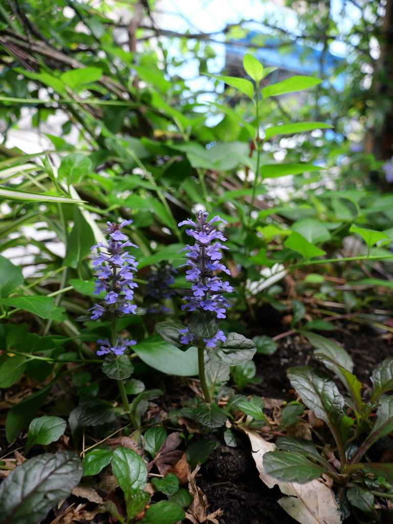 2025-04-25 07_45№(0176).JPG