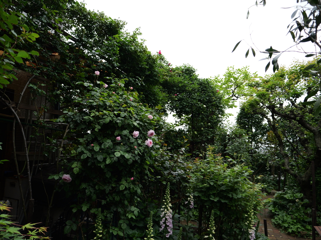 2025-04-25 07_50№(0245).JPG
