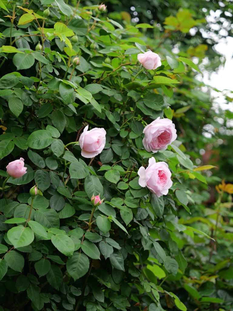 2025-04-25 07_50№(0249).JPG