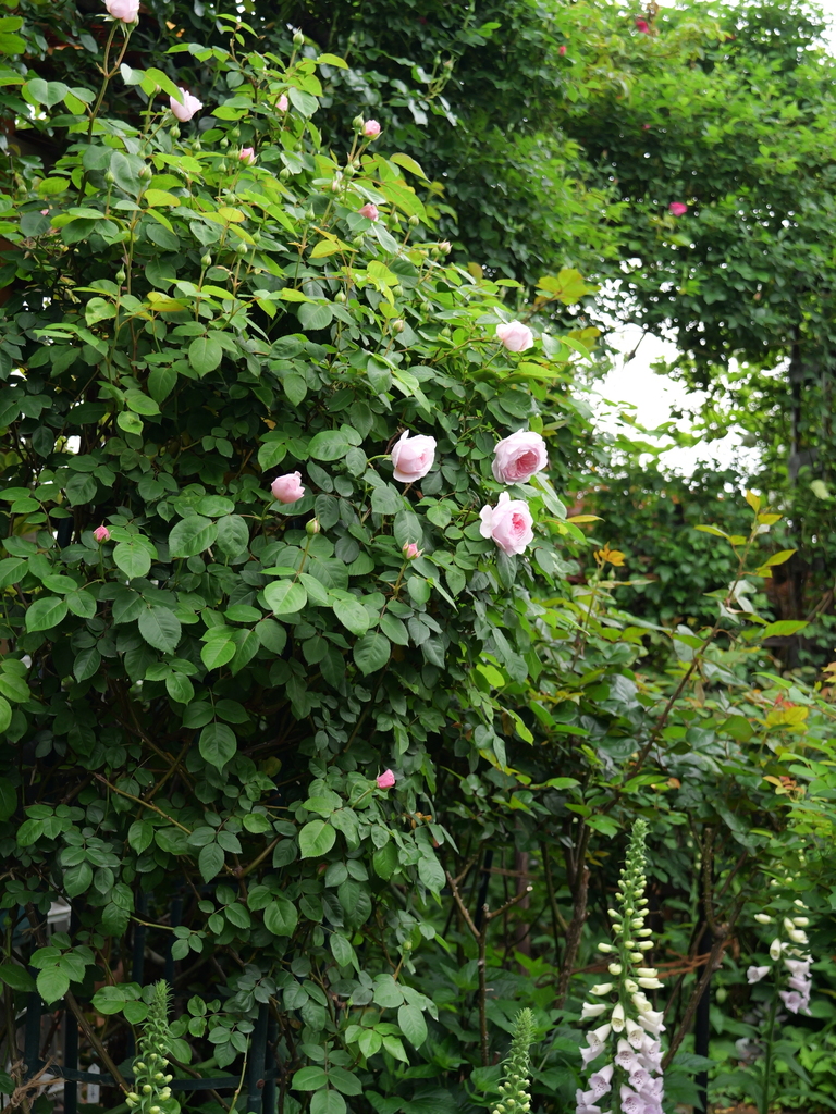 2025-04-25 07_50№(0250).JPG