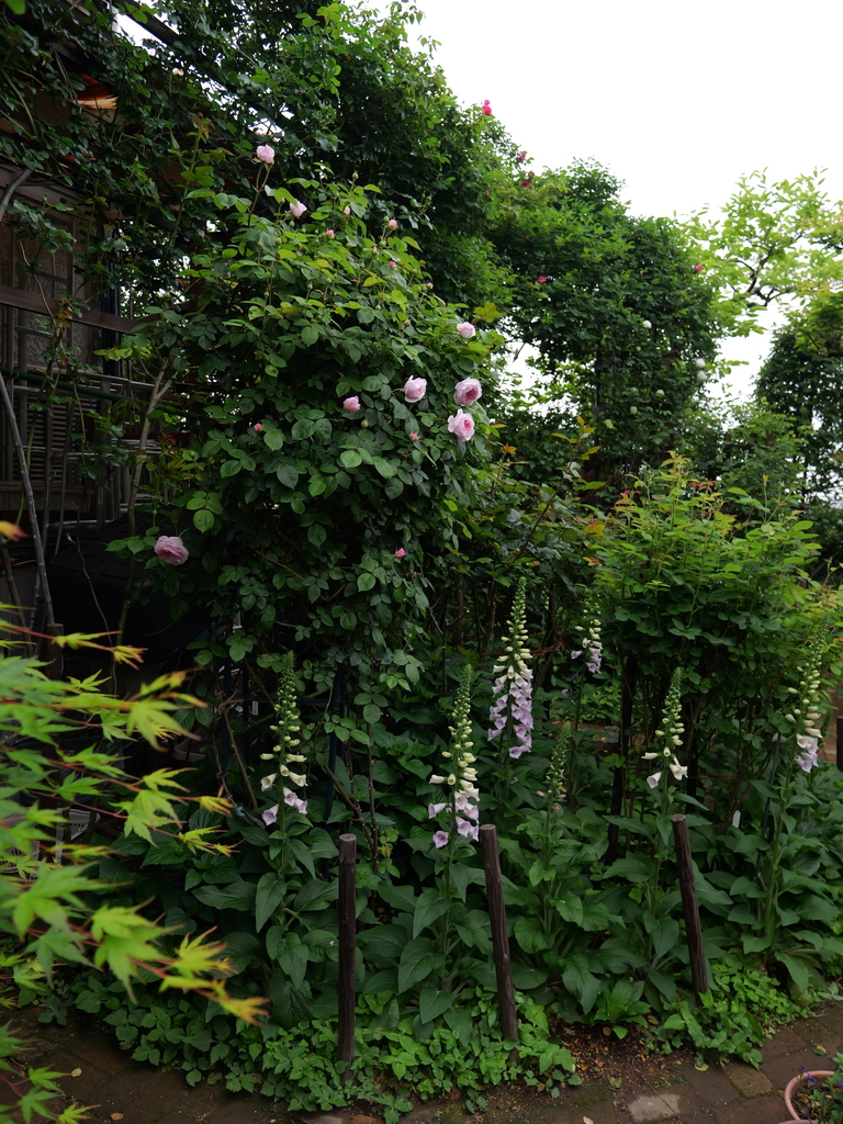 2025-04-25 07_50№(0251).JPG