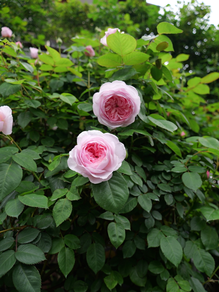 2025-04-25 07_51№(0267).JPG