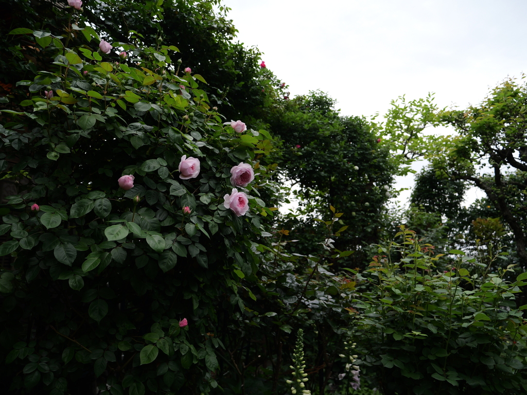 2025-04-25 07_51№(0282).JPG