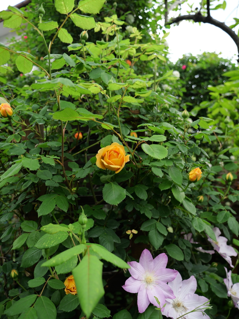 2025-04-26 06_57№(0038).JPG