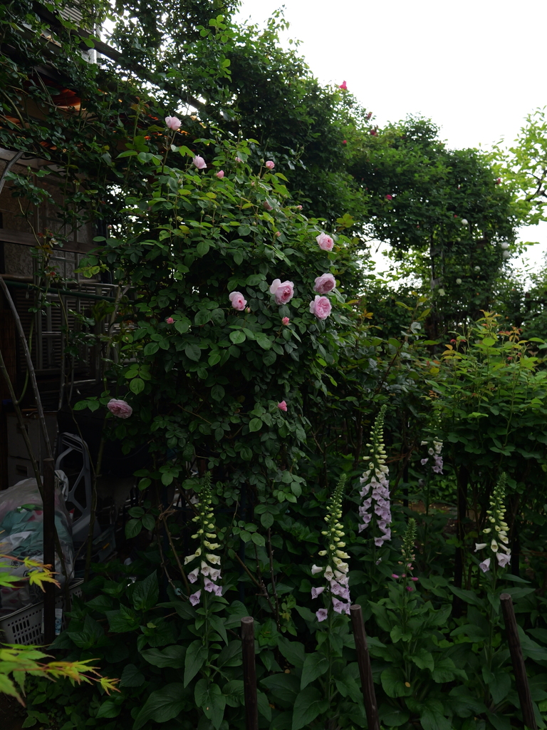 2025-04-26 07_37№(0197).JPG