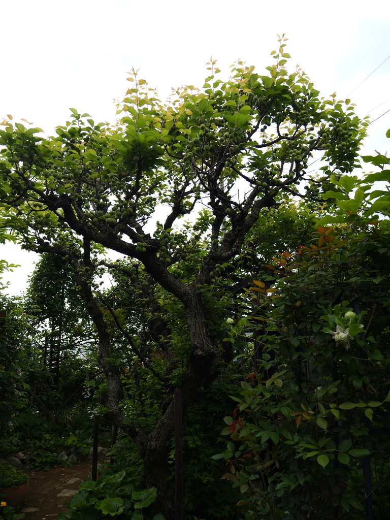 2025-04-26 07_38№(0238).JPG