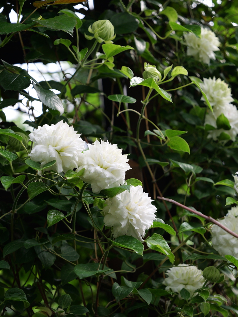 2025-04-26 07_40№(0311).JPG