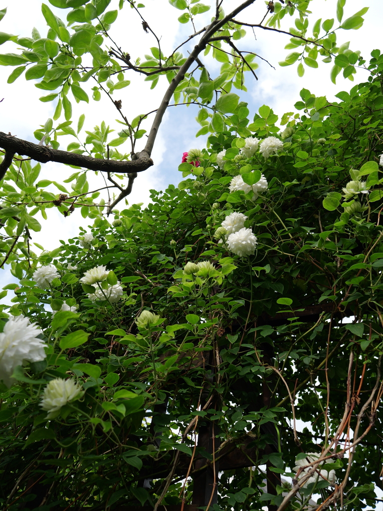 2025-04-26 07_40№(0312).JPG