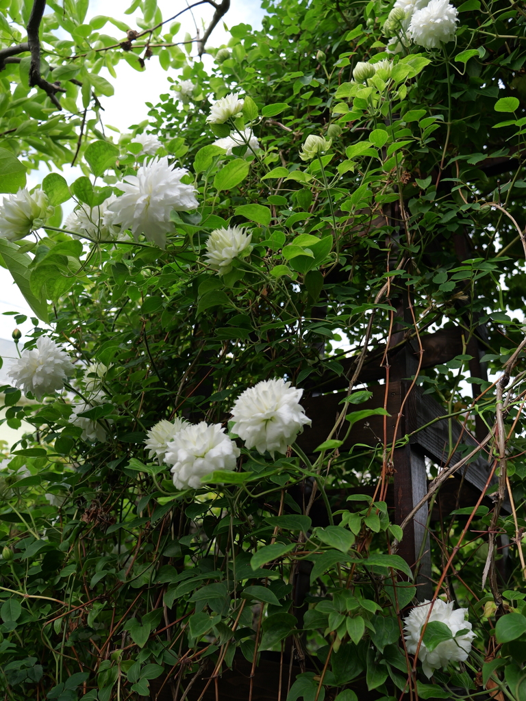 2025-04-26 07_40№(0313).JPG