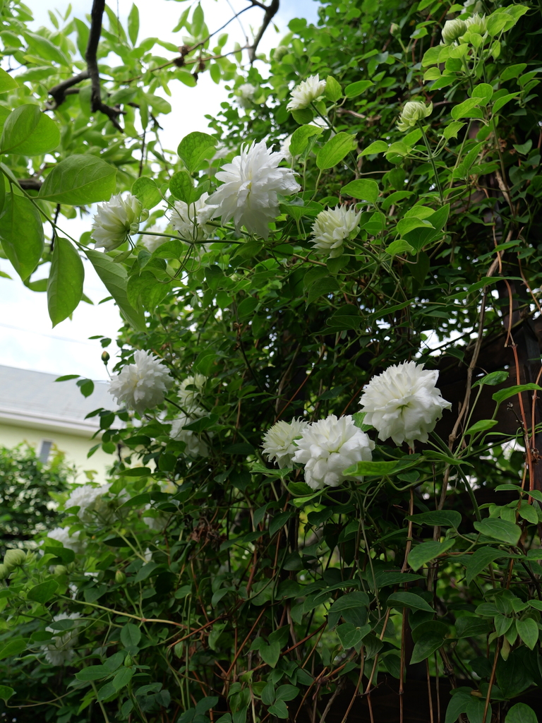 2025-04-26 07_40№(0314).JPG
