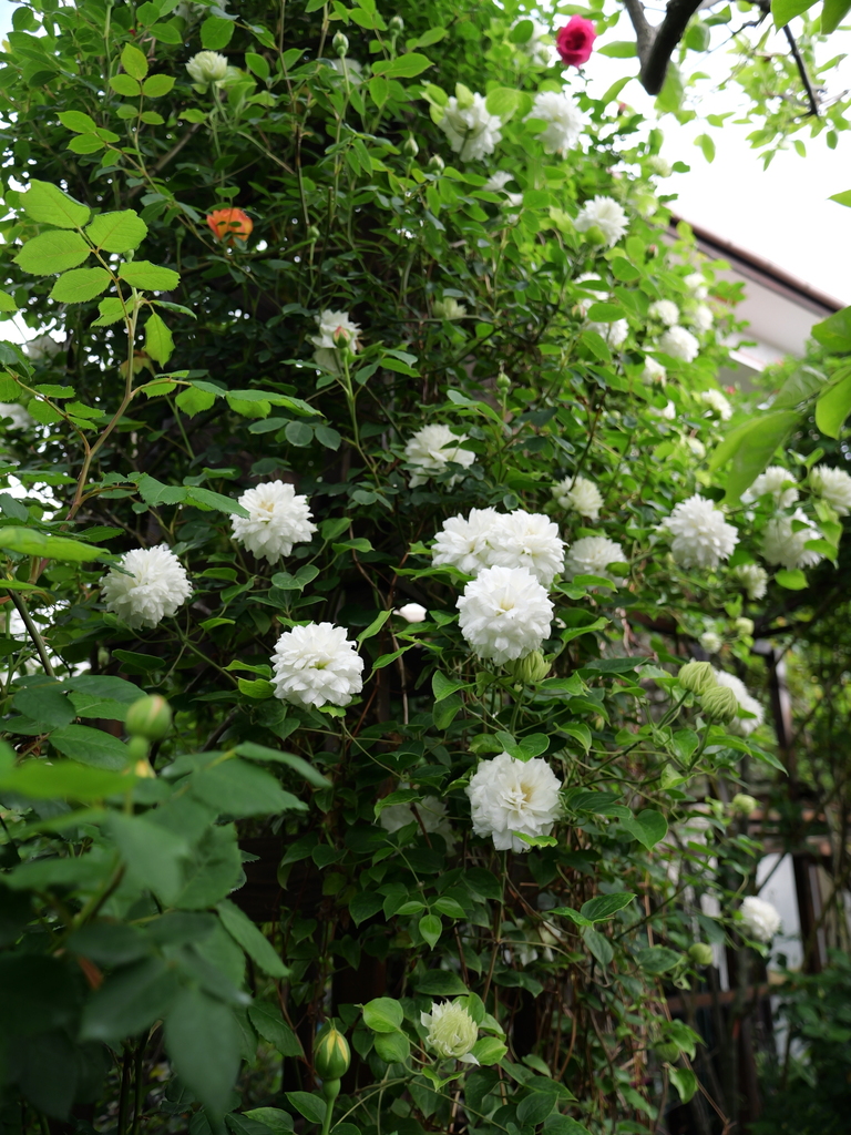 2025-04-26 07_40№(0315).JPG