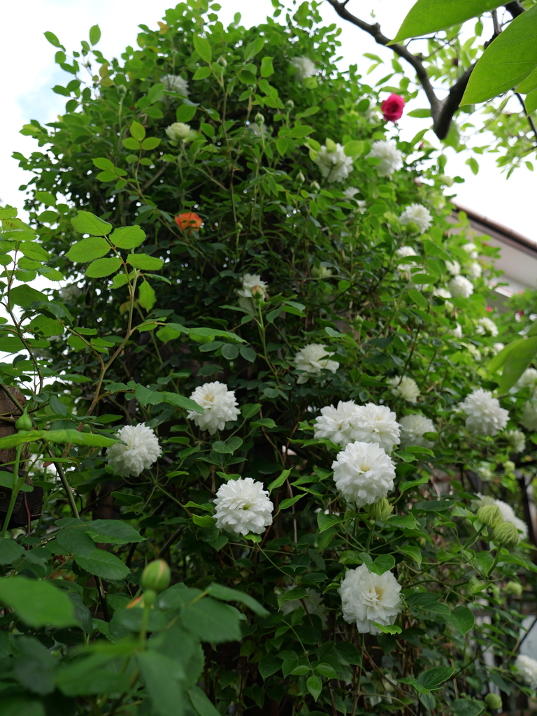 2025-04-26 07_40№(0316).JPG