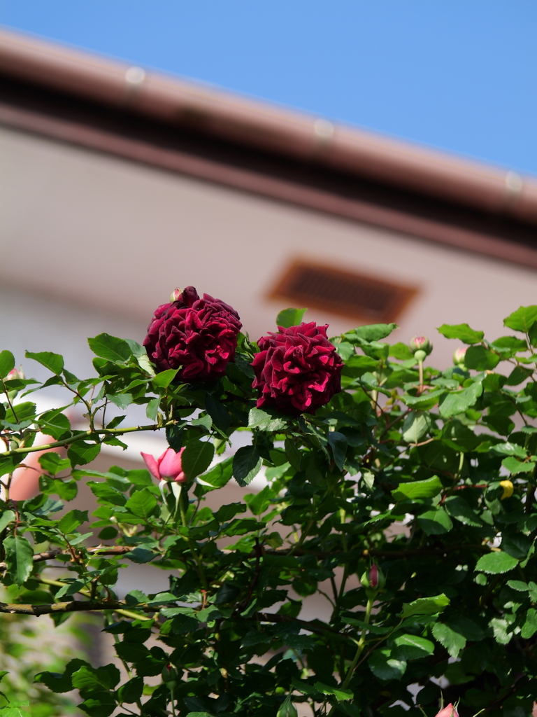 2025-04-27 06_59№(0128).JPG
