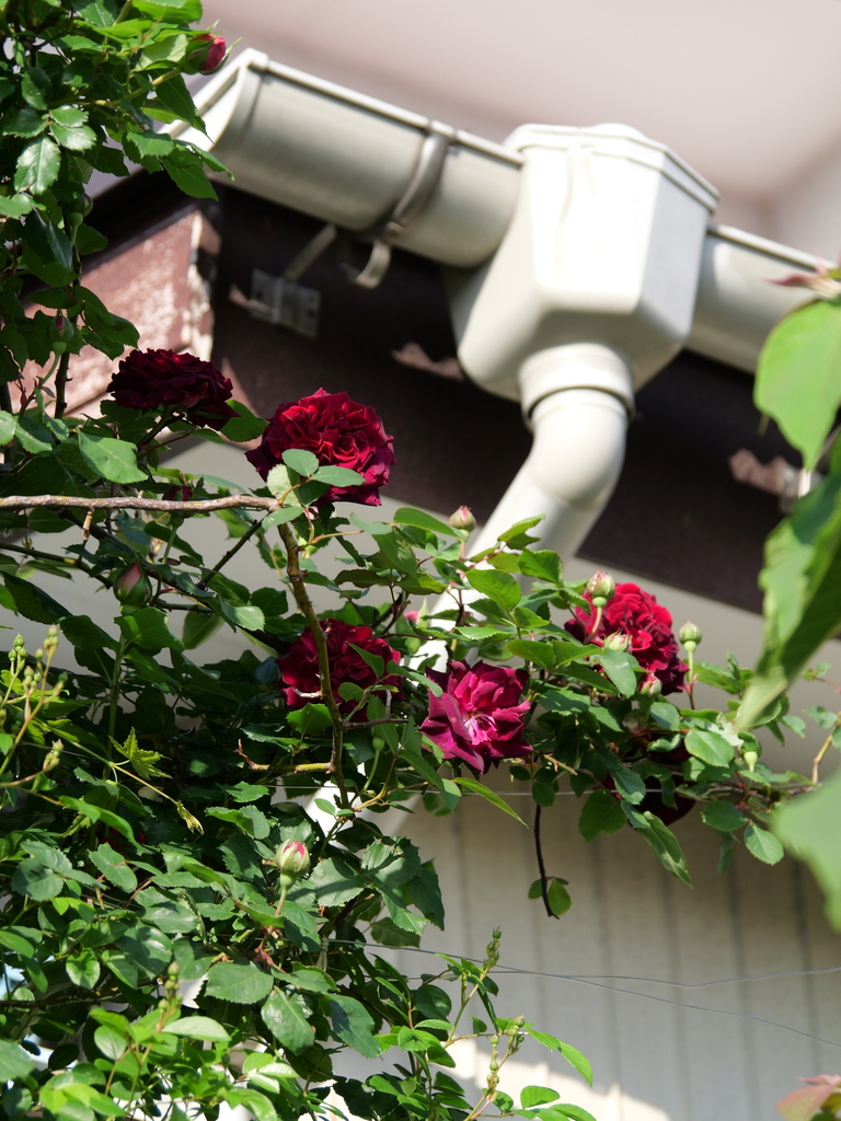 2025-04-27 06_59№(0129).JPG