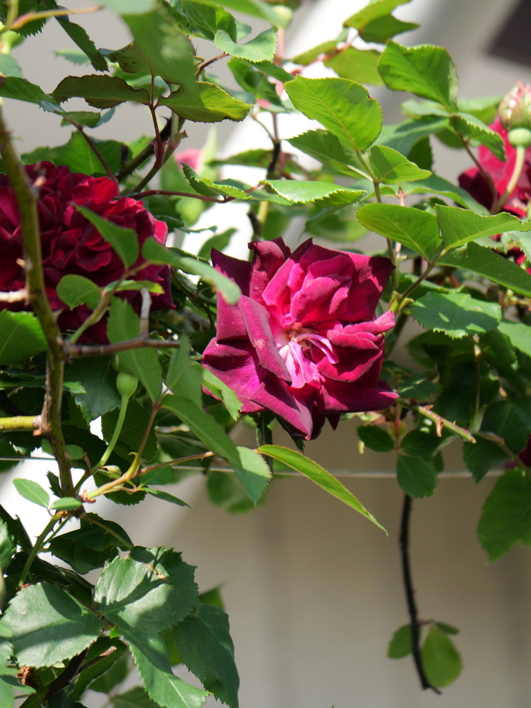 2025-04-27 06_59№(0131).JPG