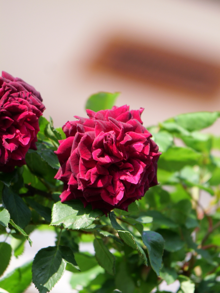 2025-04-27 06_59№(0133).JPG