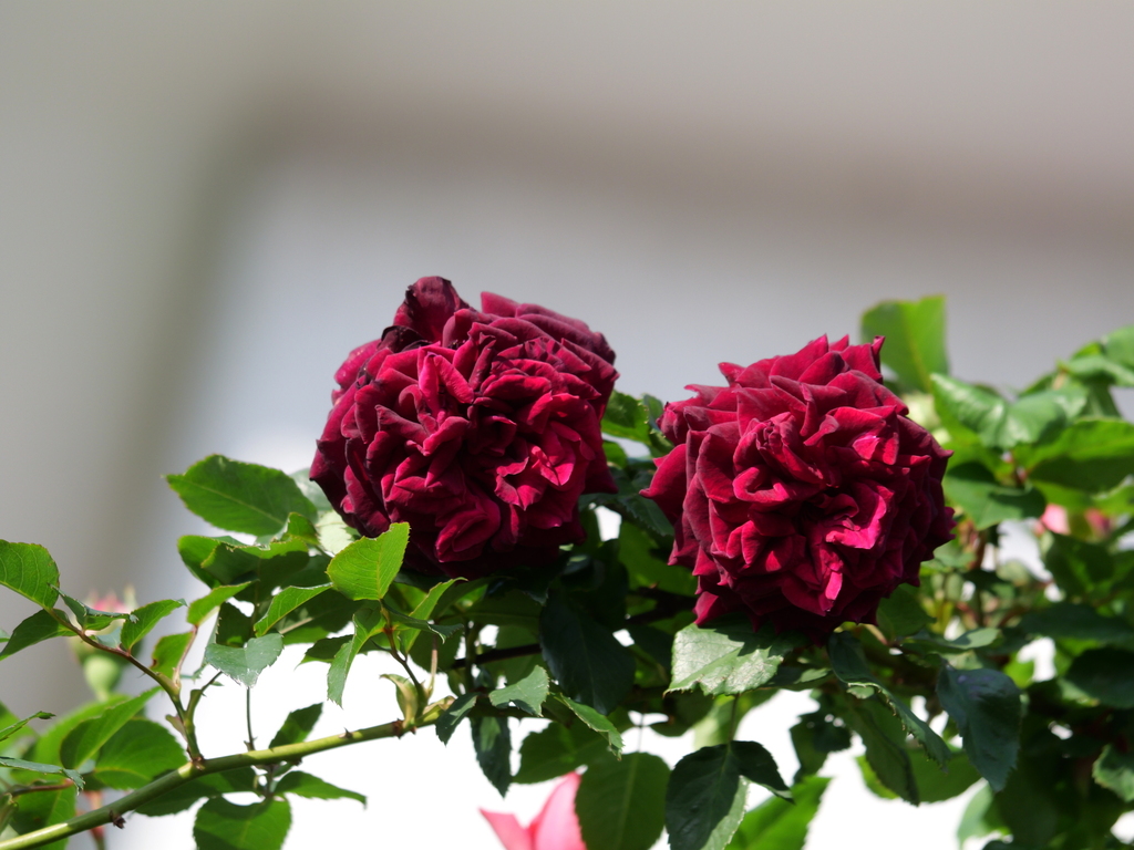 2025-04-27 06_59№(0140).JPG