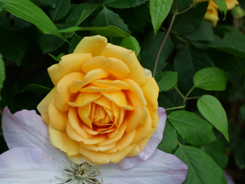 2025-04-27 07_30№(0297).JPG