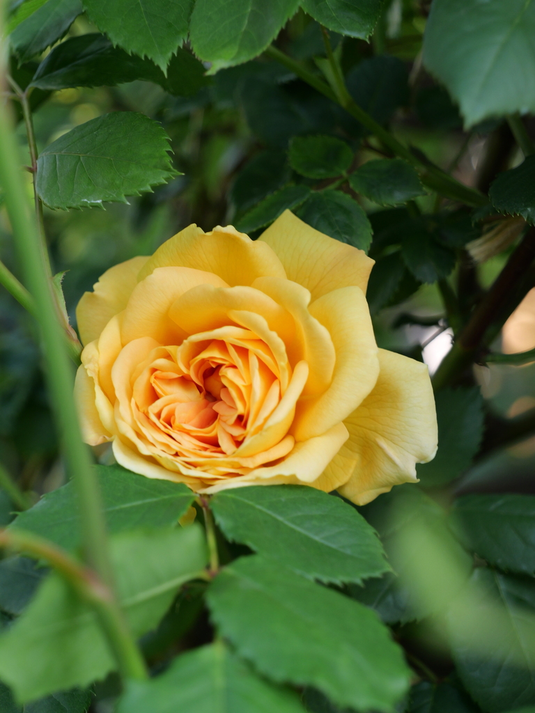 2025-04-27 07_31№(0306).JPG