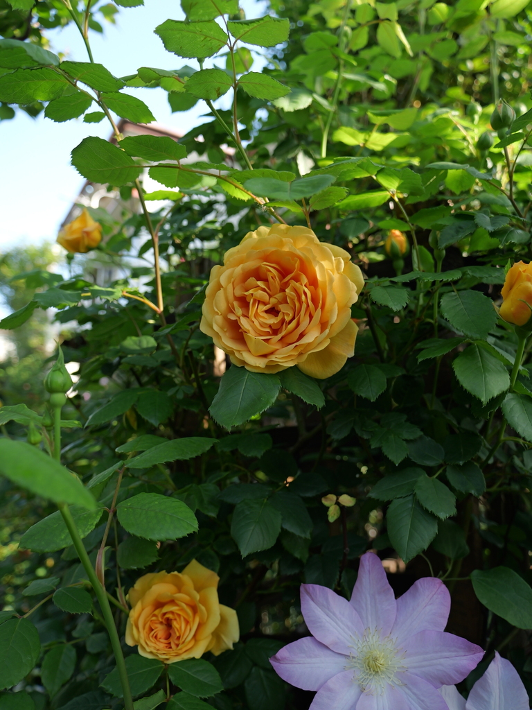 2025-04-27 07_31№(0308).JPG