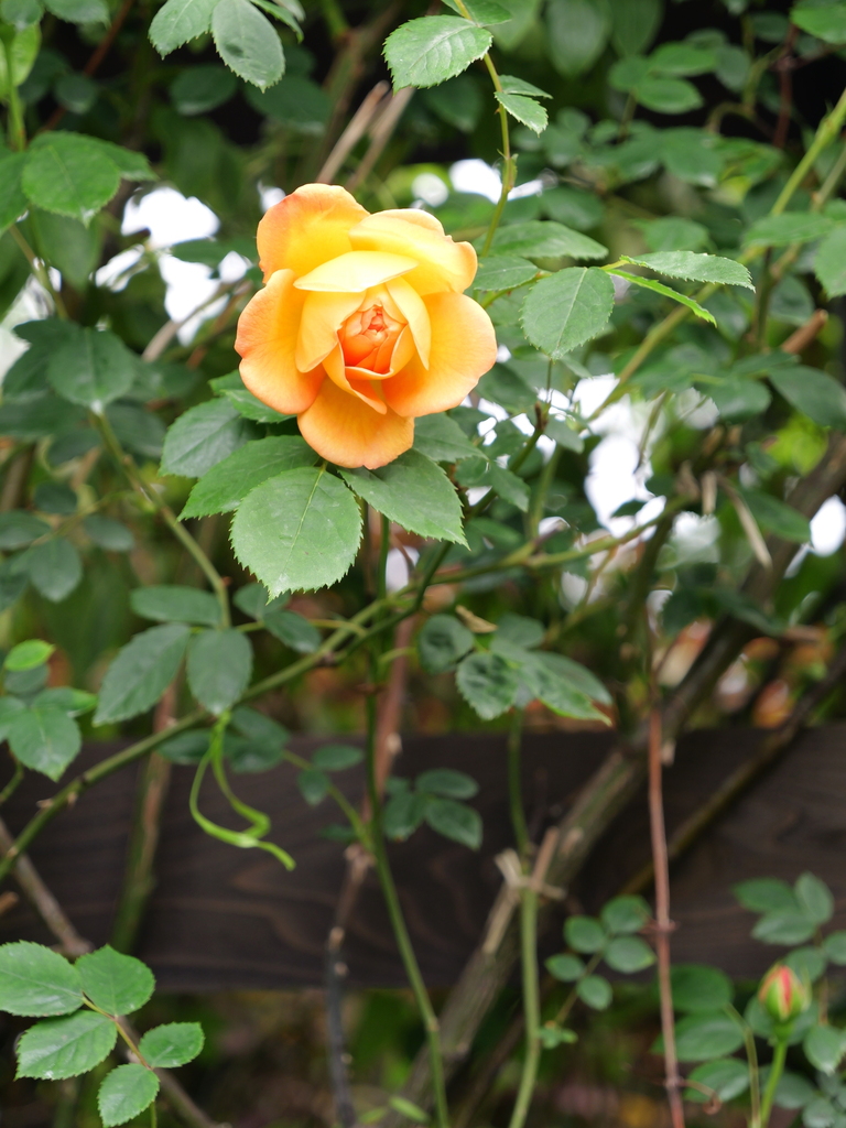 2025-04-28 11_29№(0310).JPG
