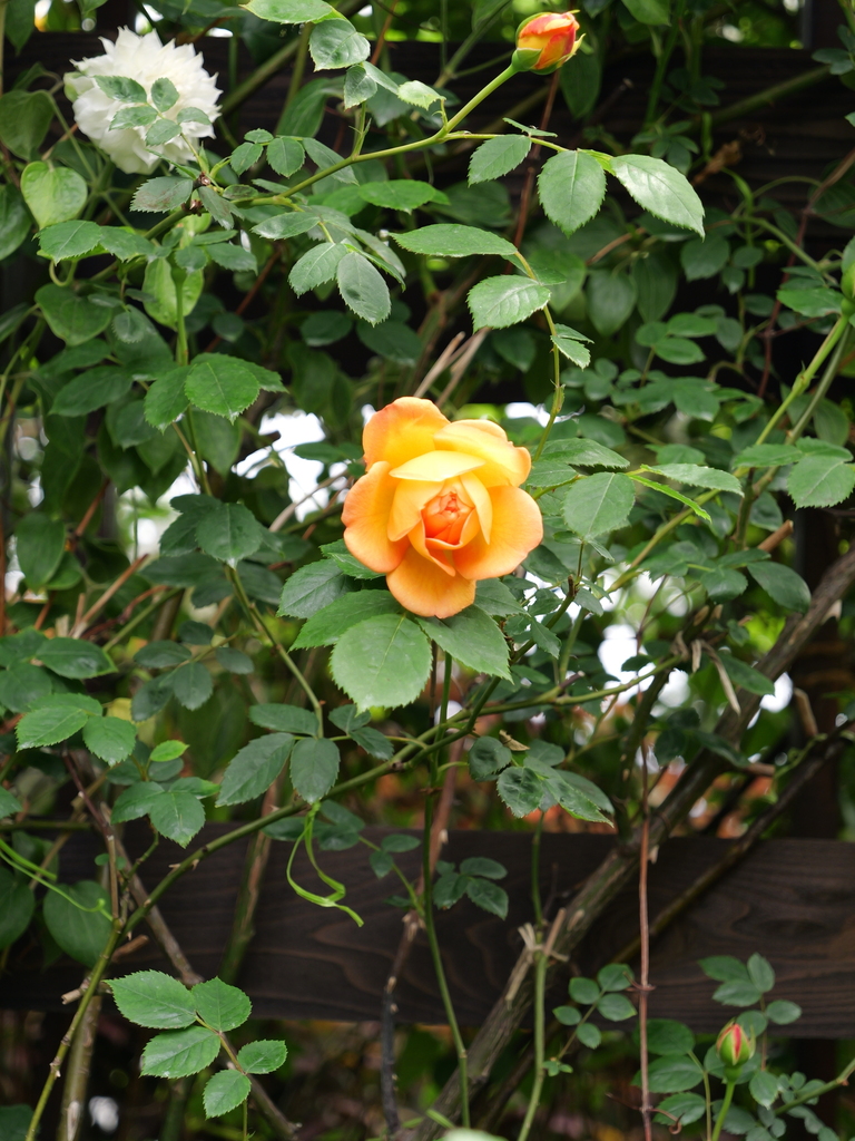 2025-04-28 11_29№(0311).JPG