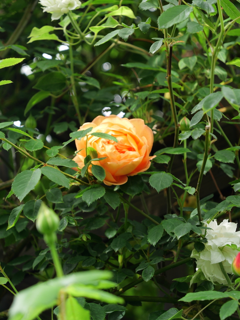 2025-04-28 11_29№(0316).JPG