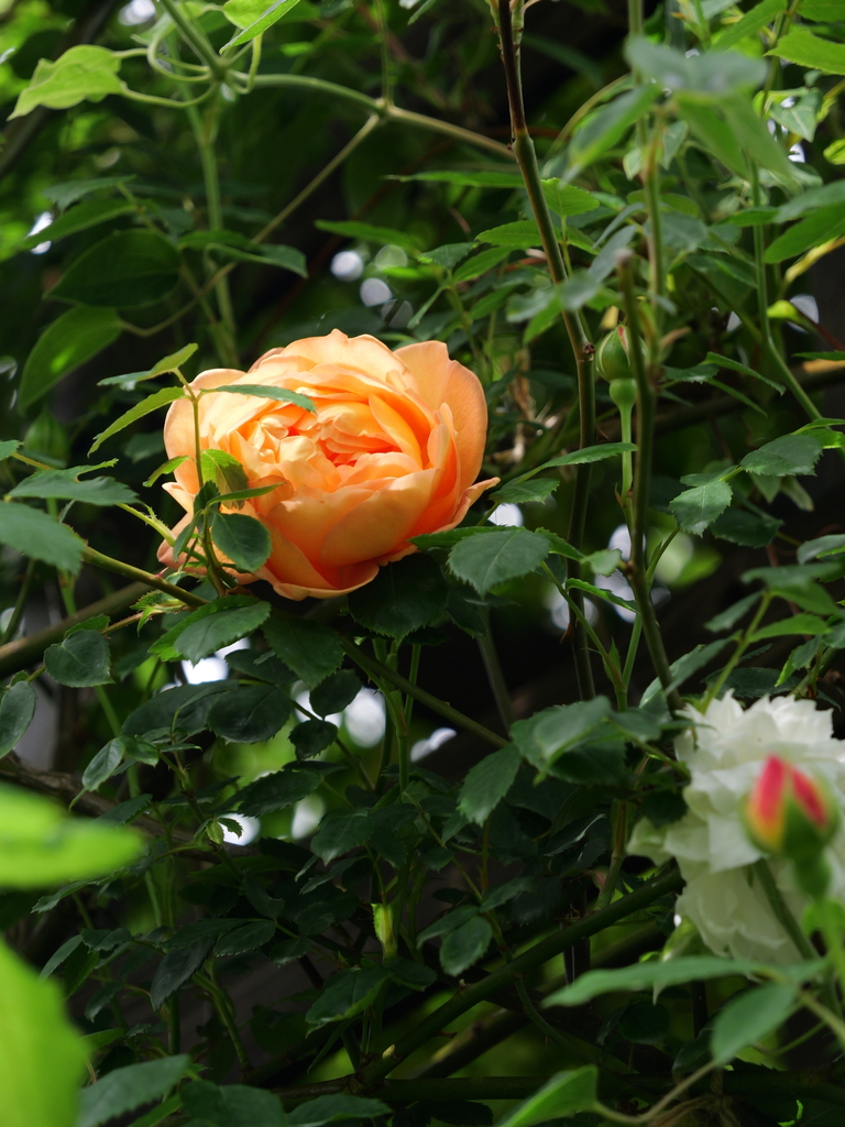 2025-04-28 11_29№(0317).JPG