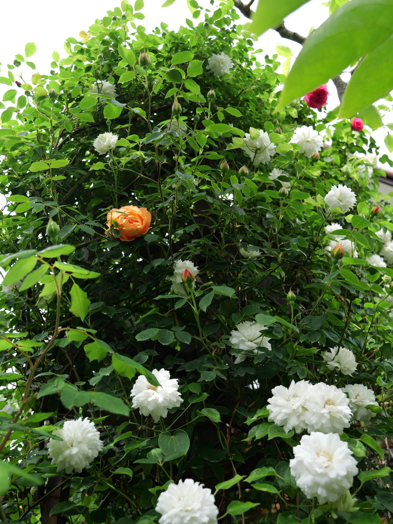 2025-04-28 11_29№(0318).JPG