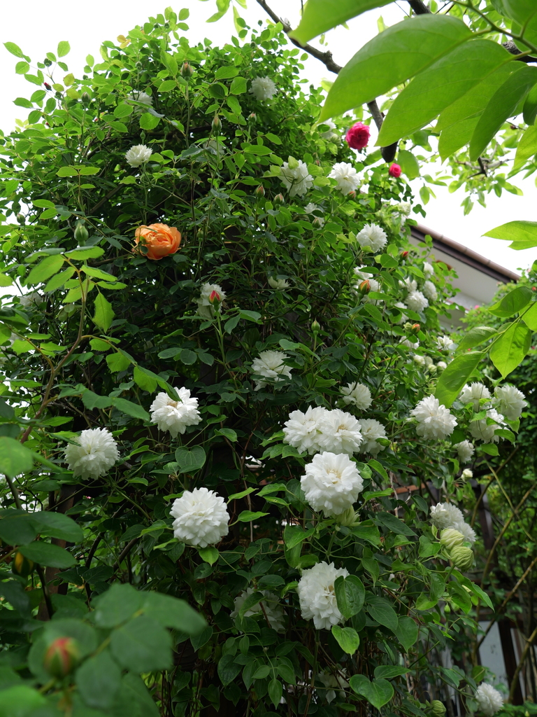 2025-04-28 11_29№(0319).JPG